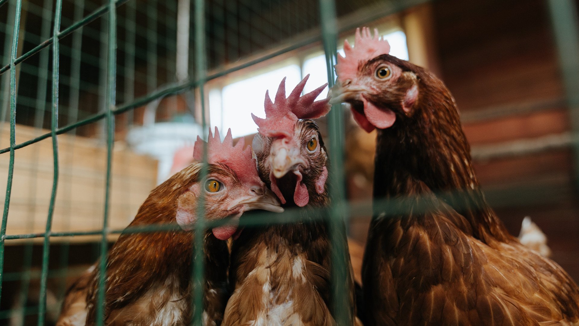 约基奇全面爆发掌控全局,掘金第三节发力提前终结开拓者悬念