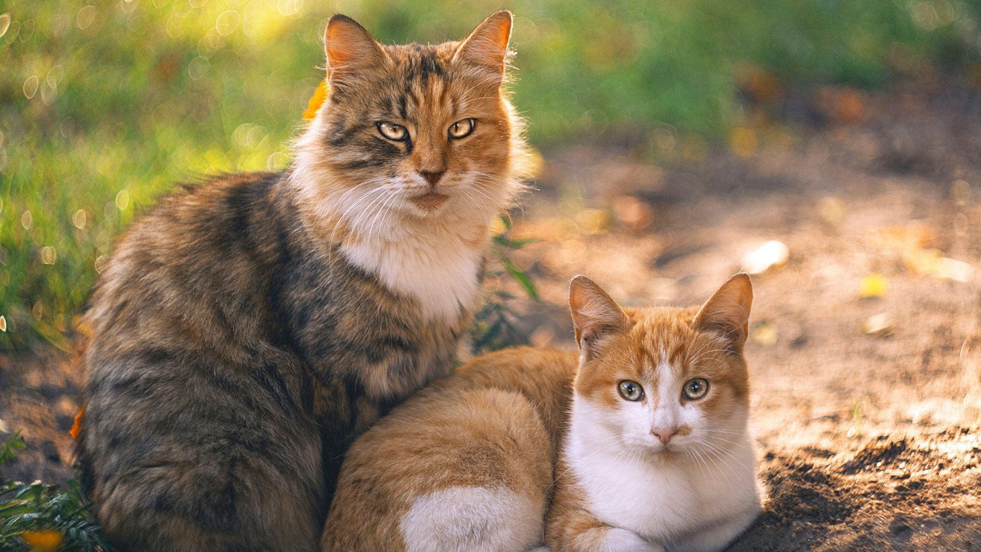 跨界传奇,当莱万在NBA总决赛接管比赛,巴黎生死战埃及取经